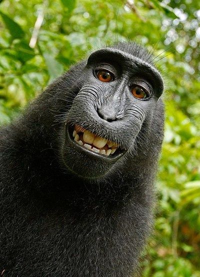 selfie małpy