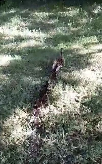 Kacze pisklęta wpadły do studzienki kanalizacji deszczowej na terenie Parku Zduny