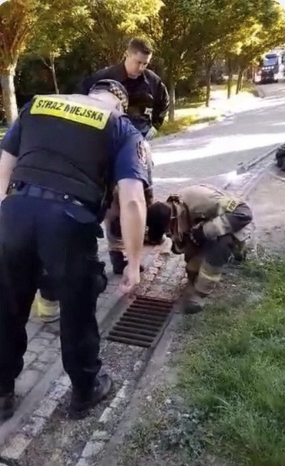 Kacze pisklęta wpadły do studzienki kanalizacji deszczowej na terenie Parku Zduny