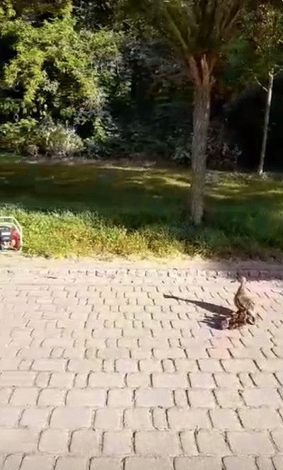 Kacze pisklęta wpadły do studzienki kanalizacji deszczowej na terenie Parku Zduny