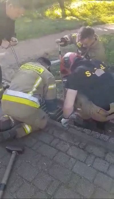 Kacze pisklęta wpadły do studzienki kanalizacji deszczowej na terenie Parku Zduny