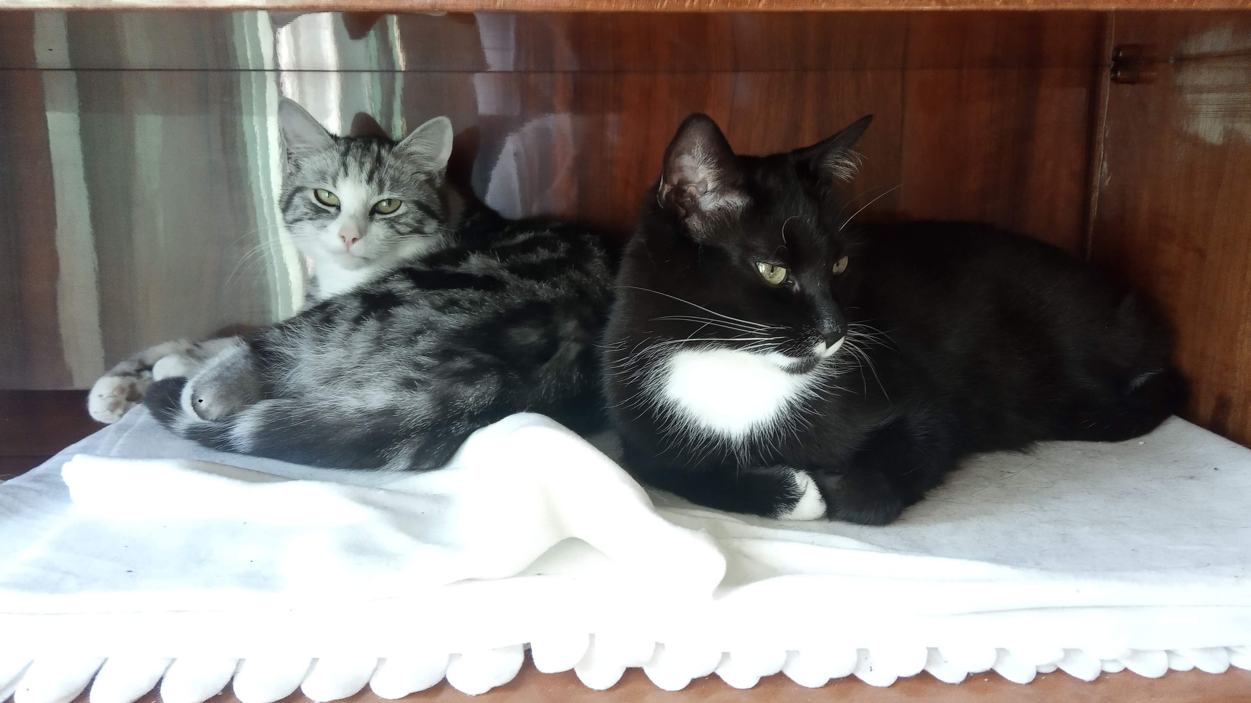 Czy koty zachowują się różnie w zależności od pory roku?