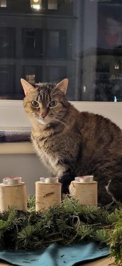 Świąteczne potrawy bezpieczne dla kotów