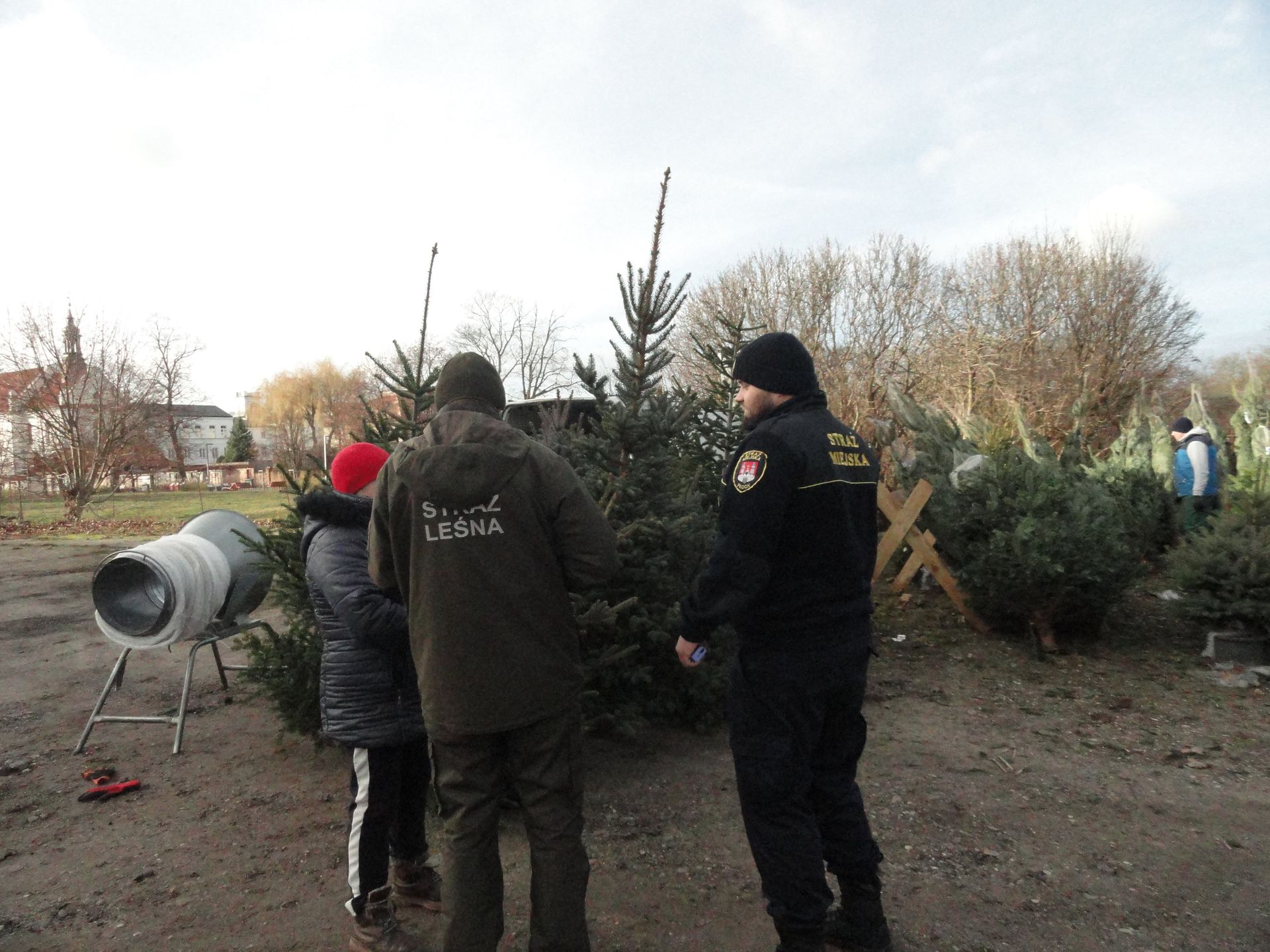 Kontrole sprzedawców choinek