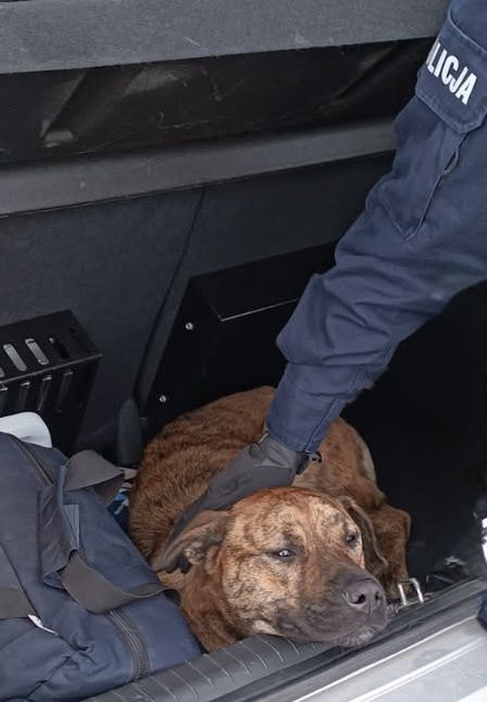 Policjanci uratowali psa
