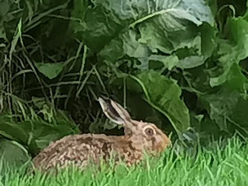 Huawei P40 Pro Plus zoom x100 Zając