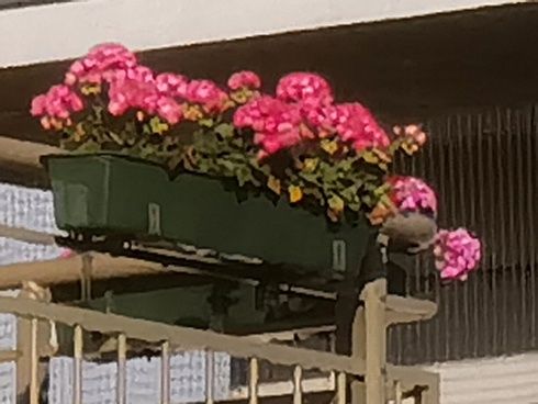 Huawei P40 Pro Plus zoom x100 Kwiaty na balkonie