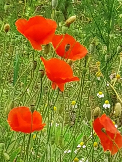 Huawei P40 Pro zoom x50 Maki