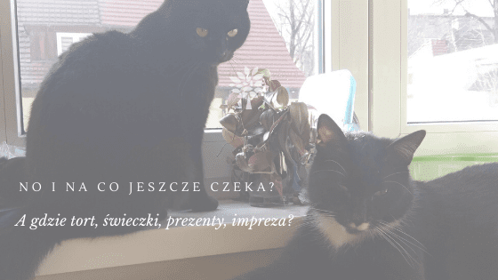 Światowy Dzień Kota 2020