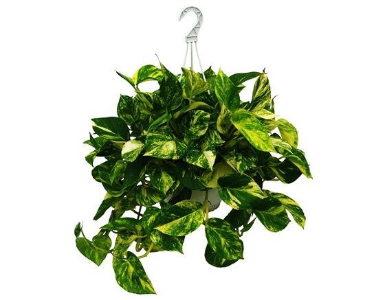 Money plant