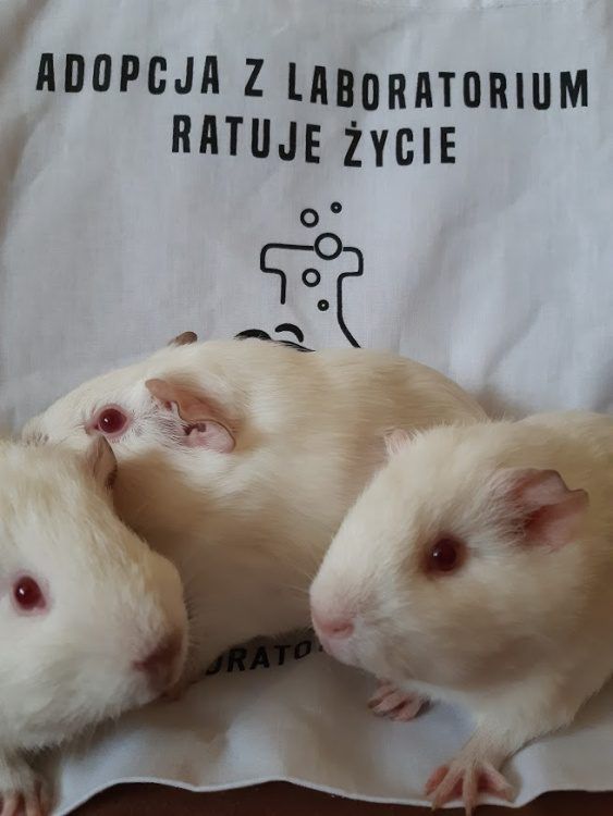 Drugie życie zwierząt laboratoryjnych