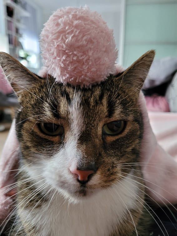 Światowy Dzień Kota 2022