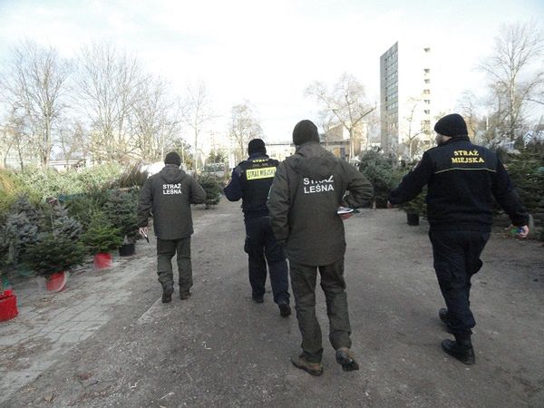 Kontrole sprzedawców choinek