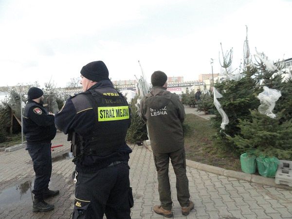 Kontrole sprzedawców choinek