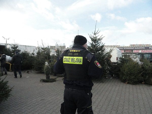 Kontrole sprzedawców choinek