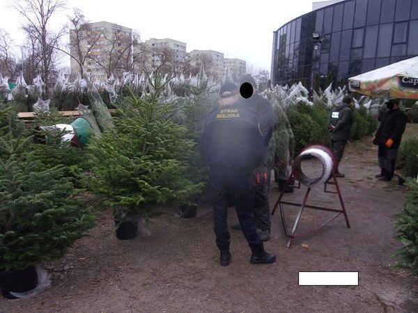 Strażnicy miejscy rozpoczęli sprawdzanie sprzedawców choinek