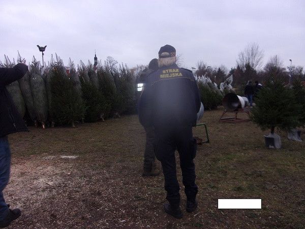 Strażnicy miejscy rozpoczęli sprawdzanie sprzedawców choinek