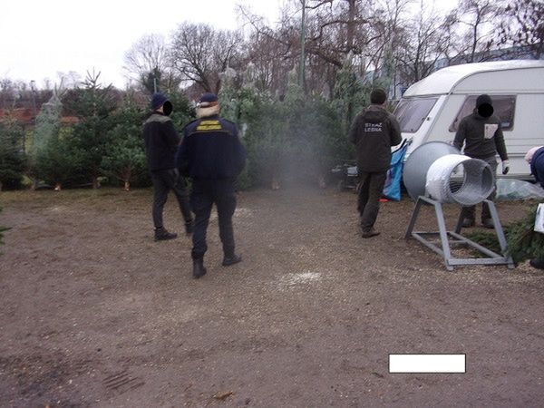 Strażnicy miejscy rozpoczęli sprawdzanie sprzedawców choinek