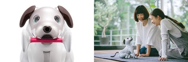 Aibo przyjaciel
