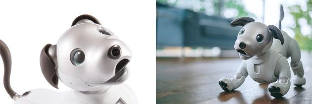 Aibo oczy