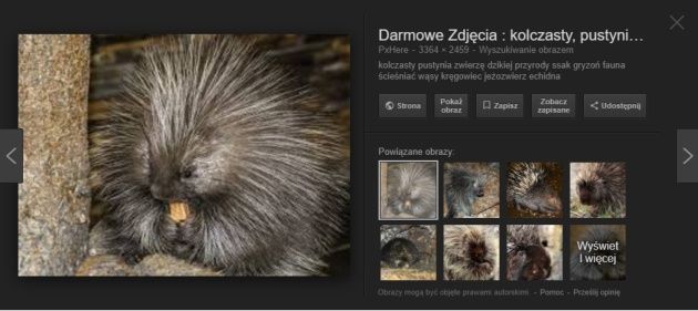 Google Images strona z podglądem obrazu