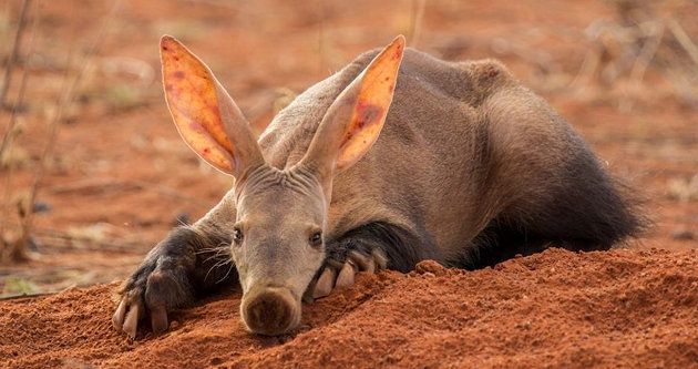 Ubuntu 17.10 Artful Aardvark