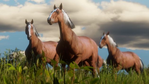 Red Dead Redemption 2 konie
