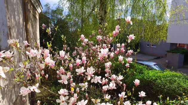Dji Osmo - magnolia