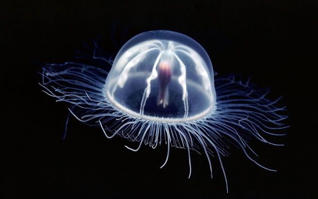 Meduza jak ufo