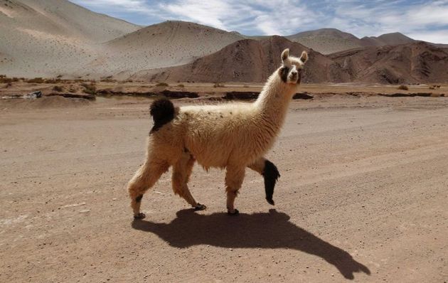 Lama
