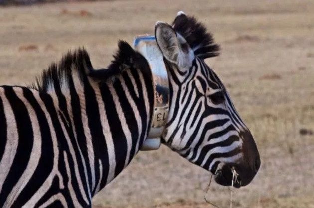 IBM zebra