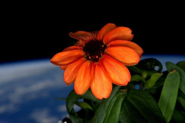 ISS cynie tło