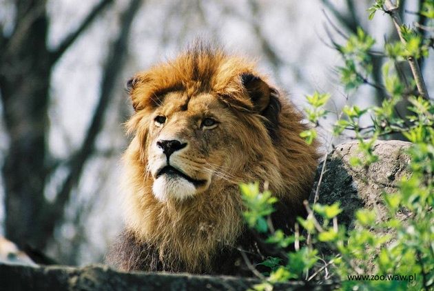 ZOO Warszawa Lew