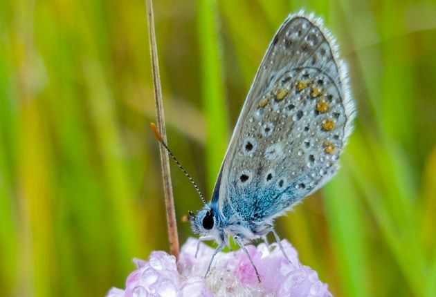 Samsung Galaxy S8+ makro motyl Modraszek Ikar cały kadr (fot:Karol Żebruń)
