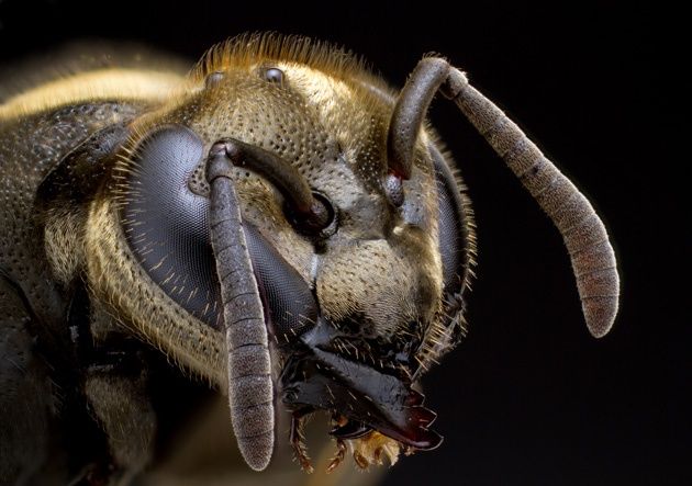 Insects Unlocked