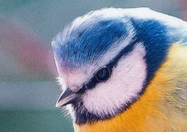 Zdjęcie jakość druku normalna