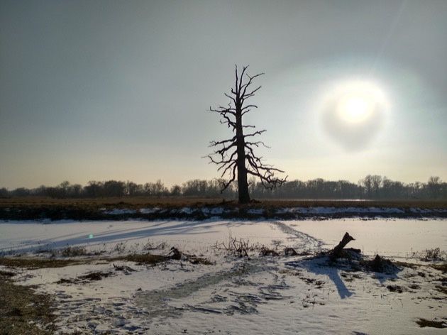 Xioami Redmi 5 zdjęcie hdr drzewo