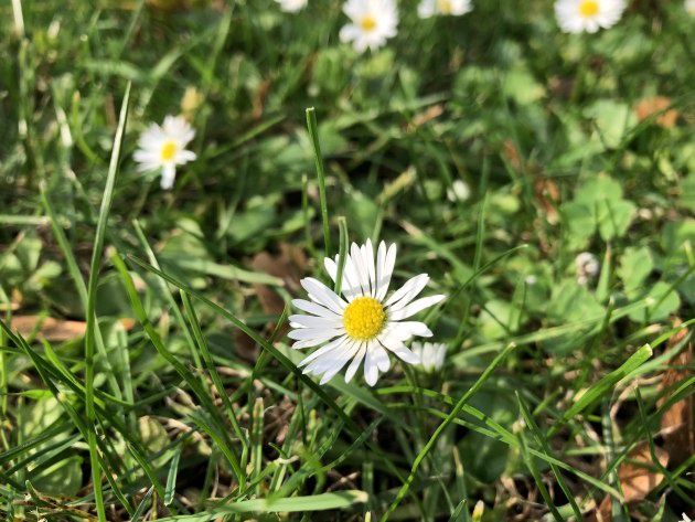 iPhone 8 zdjęcie makro wide