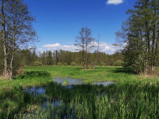 Honor View 20 - zdjęcie dzienne przyroda
