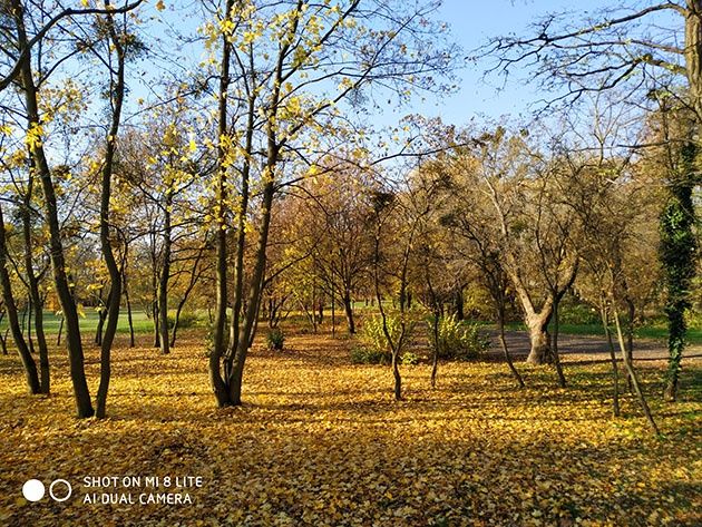 Xiaomi Mi 8 Lite - zdjęcie z aparatu tylnego