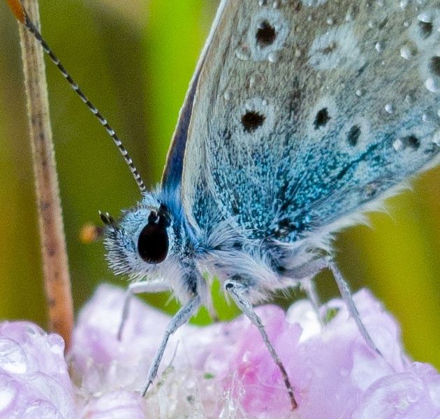 Samsung Galaxy S8+ makro  motyl Modraszek Ikar (fot. Karol Żebruń)