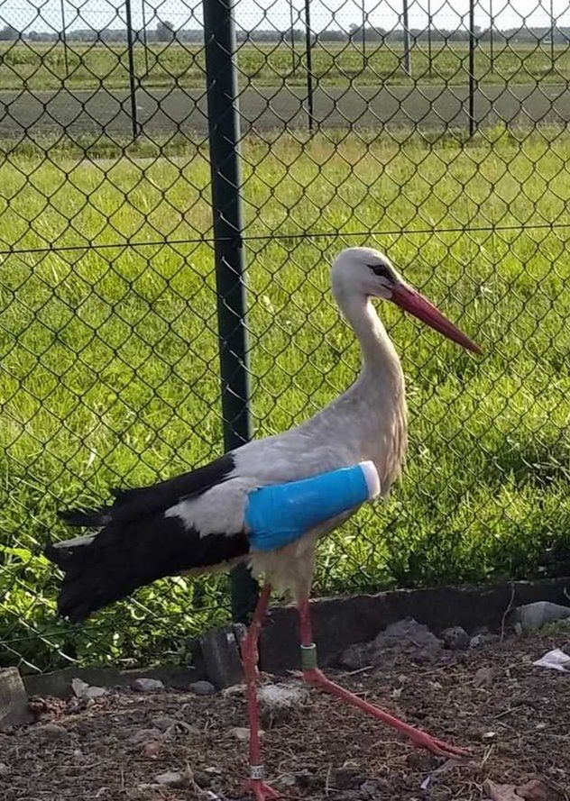 Bociek w czasie rekonwalescencji 