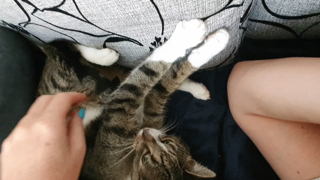 głaskanie kota po brzuszku