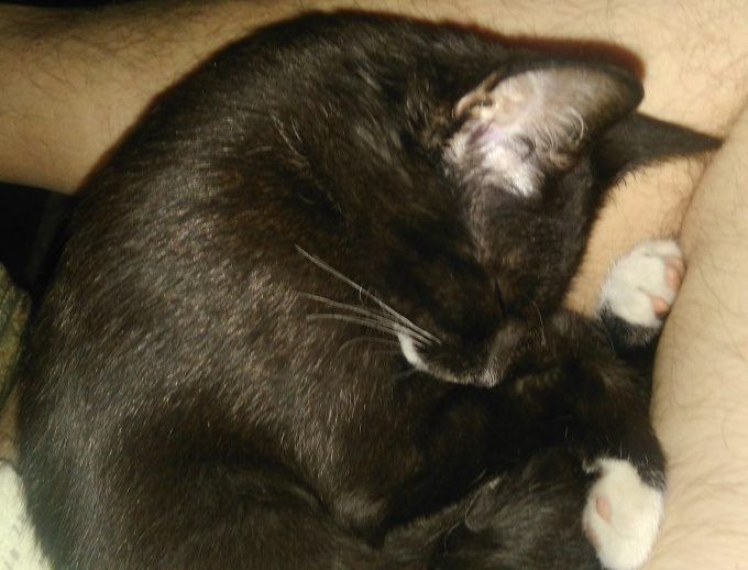 Jak okazać kotu, że go kochasz: przytulanie