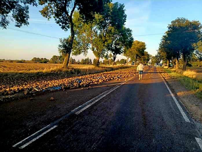 Buraki wyleciały na drogę