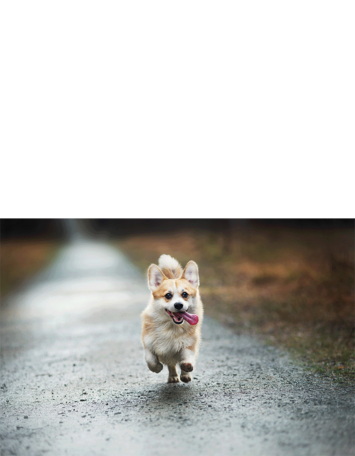 Corgi