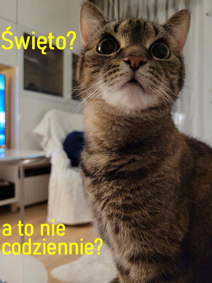 Światowy Dzień Kota