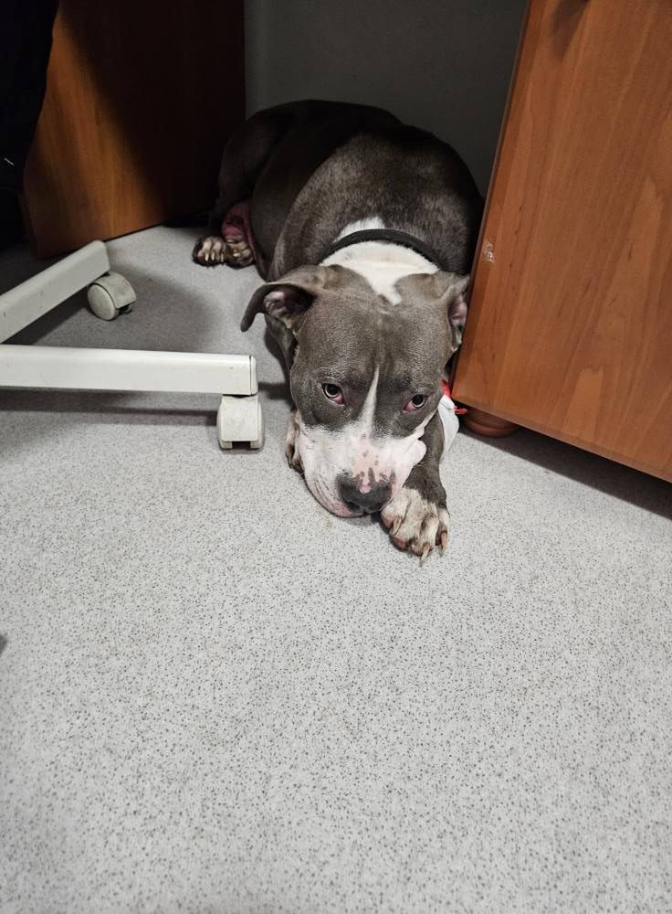 Interwencja OTOZ ANIMALS PŁOCK