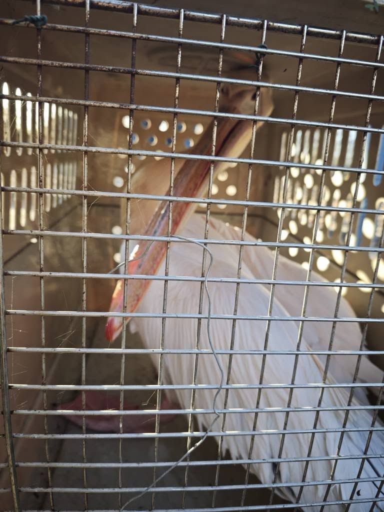 Akcja ratunkowa w płockim ZOO