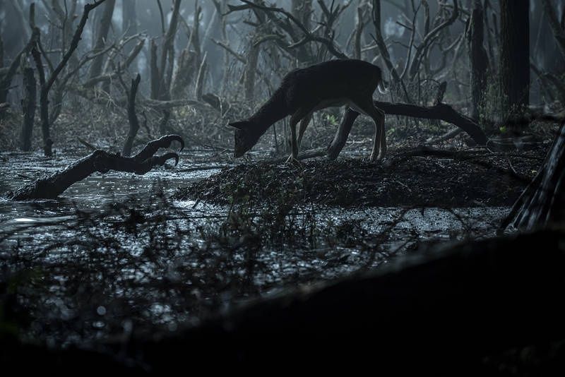 Wiedźmin Netflix foto 5